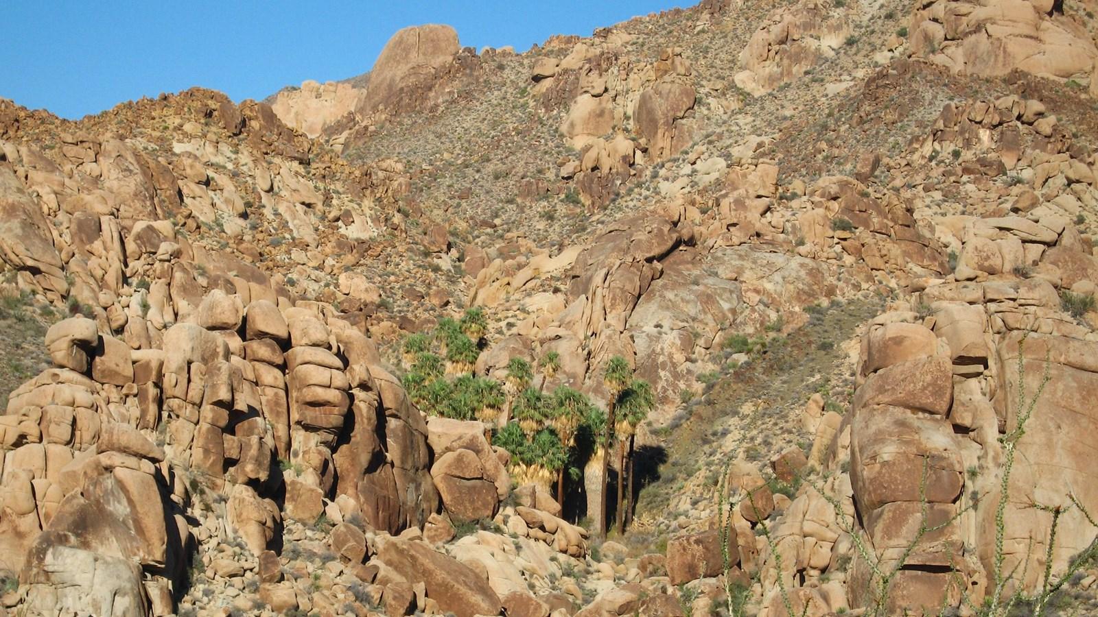 Lost Palms Oasis